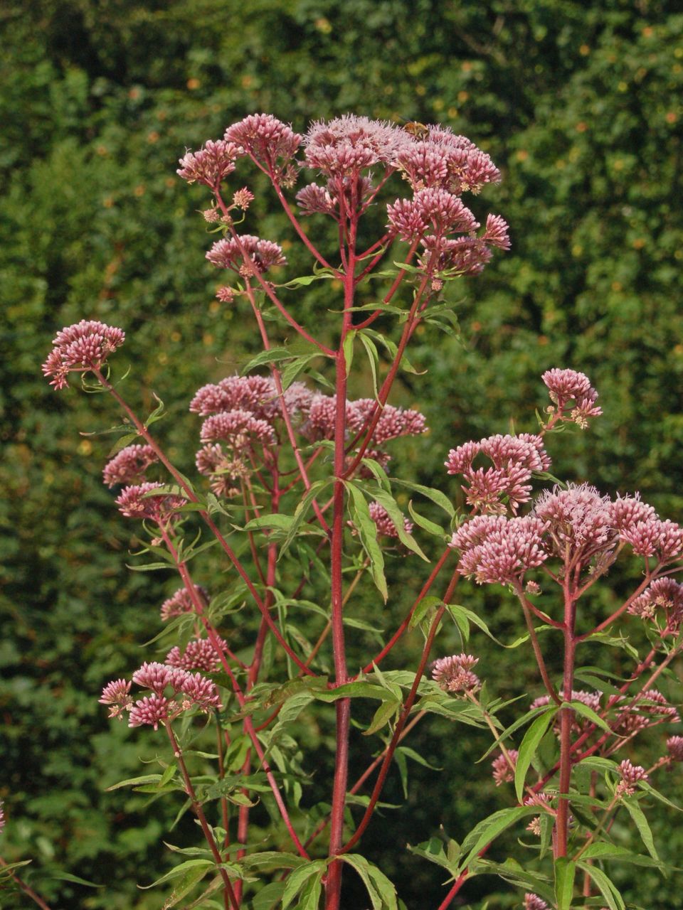 Una pianta comunissima ... Eupatorium cannabinum